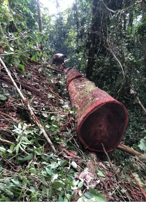 Un imponente tronco de árbol recién talado, listo para ser transformado en madera de alta calidad para muebles.